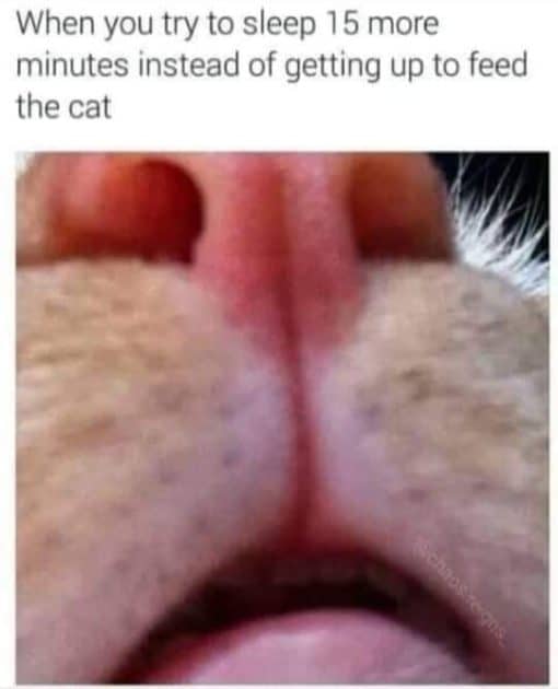 Cat Memes, Funniest Memes Cat looking for food
