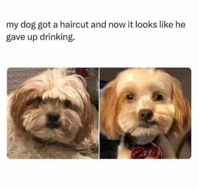 Dog Memes, Drinking Memes, Funniest Memes, Pet Memes Dog gave up drinking