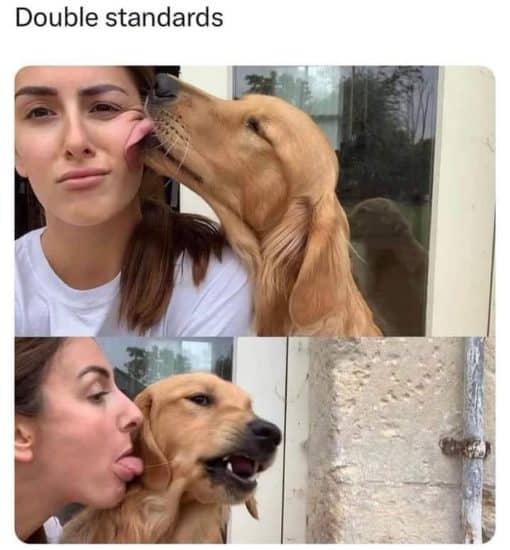 Dog Memes, Double Standard Memes, Funniest Memes 