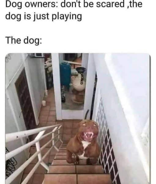 Dog Memes, Funniest Memes 