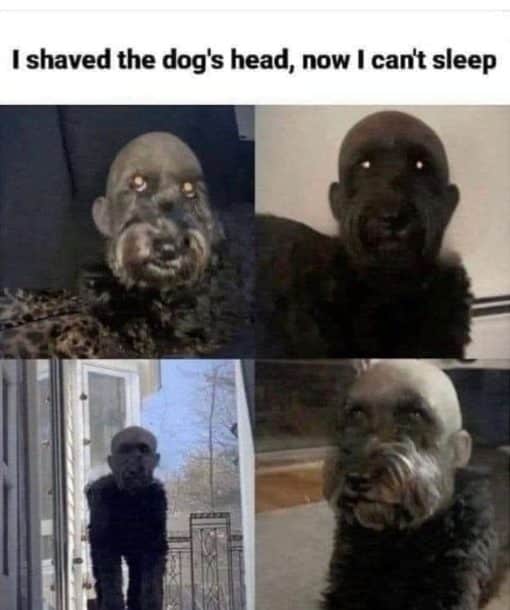 Dog Memes, Funniest Memes, Scary 