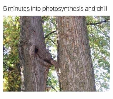 Funniest Memes, Netflix Memes, Oral Sex Memes, Tree Memes 5 Minutes into photosynthesis and chill