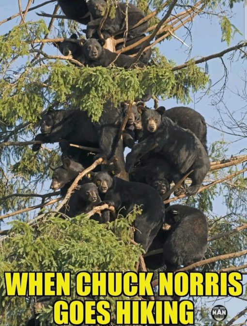 Bear Memes, Chuck Norris Memes, Funniest Memes 