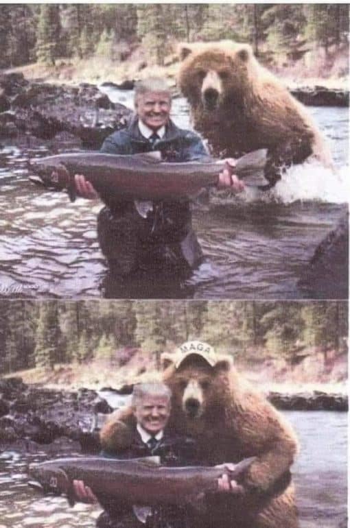 Bear Memes, Donald Trump Memes, Funniest Memes 