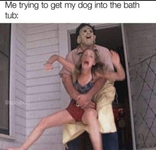 Dog Memes, Funniest Memes, Horror Memes 