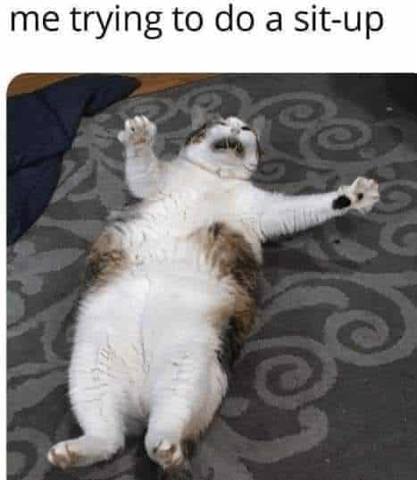Cat Memes, Fat Joke Memes, Funniest Memes 