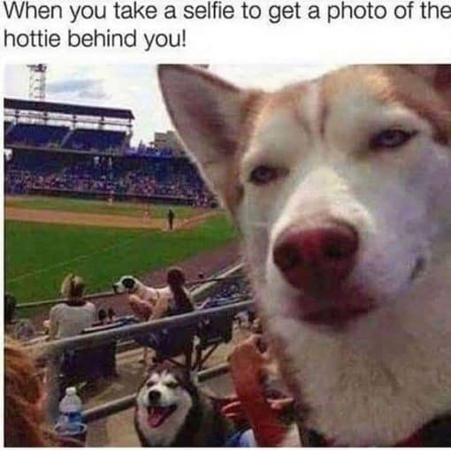 Dog Memes, Funniest Memes, Selfie Memes 