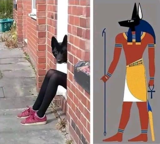 Dog Memes, Funniest Memes, Mythology Memes, Optical Illusion Memes 