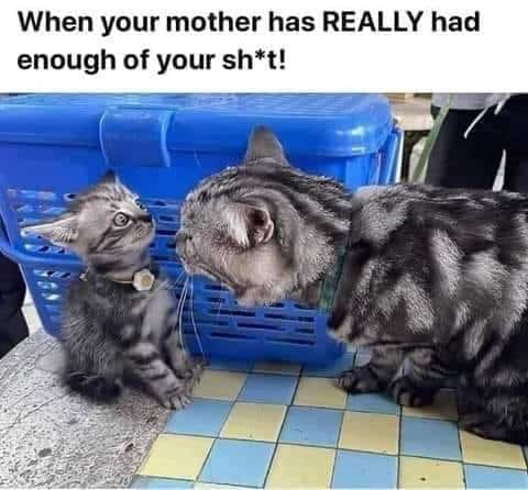 Cat Memes, Funniest Memes, Mom Memes 