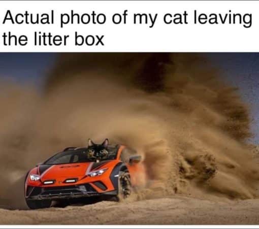 Cat Memes, Funniest Memes Cat leaving litter box