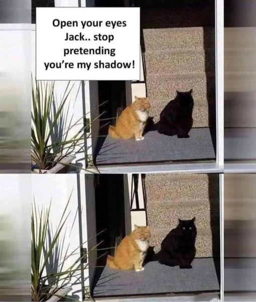 Cat Memes, Funniest Memes, Optical Illusion Memes 