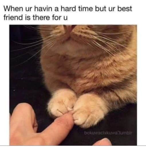 Best Friend Memes, Cat Memes, Friend Memes, Funniest Memes 