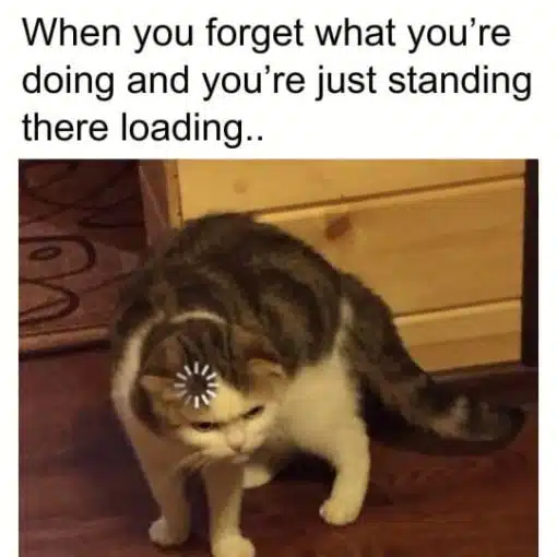 Cat Memes, Confused Memes, Funniest Memes 