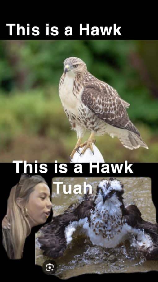 Funniest Memes, Hawk Tuah 