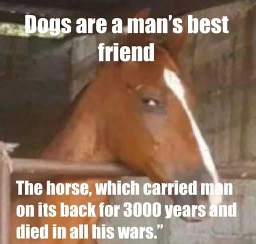 Dog Memes, Funniest Memes, Horse Memes 