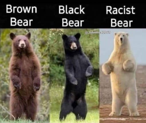 Bear Memes, Funniest Memes, Racist Memes 