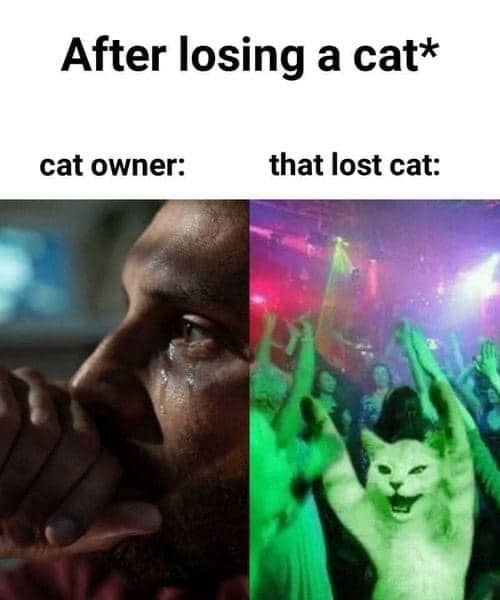 Cat Memes, Funniest Memes 