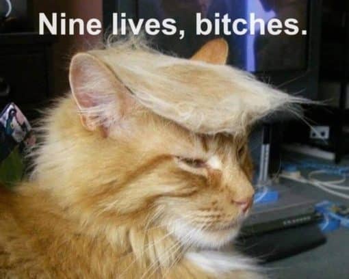 Attempted Assassination On Donald Trump, Funniest Memes 