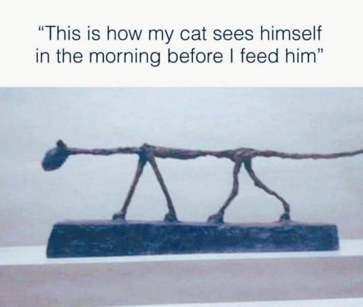 Cat Memes, Funniest Memes 