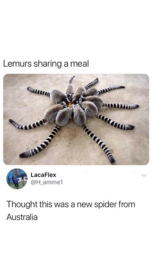 Funniest Memes, Spider Memes 