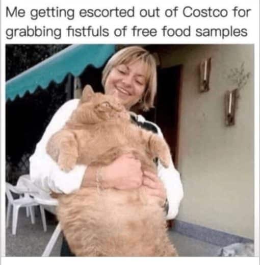 Cat Memes, Fat Joke Memes, Funniest Memes 