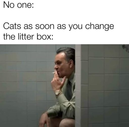 Cat Memes, Funniest Memes, Poop Memes 