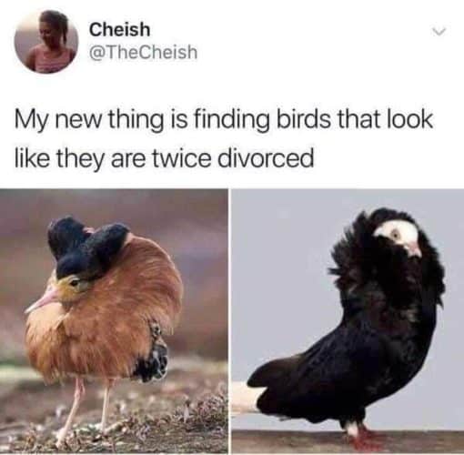 Bird Memes, Funniest Memes 