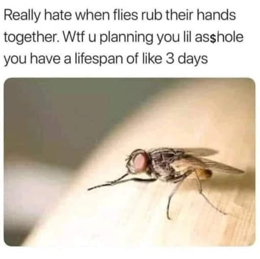 Bug Memes, Funniest Memes 