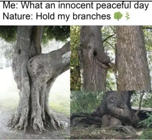 Funniest Memes, Tree Memes 