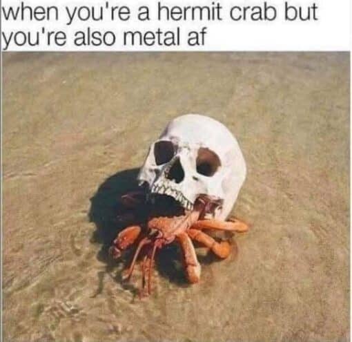 Animal Memes, Creepy Memes, Death Memes, Funniest Memes, Goth Memes, Music Memes, Nature Memes, Rock Memes, Weird Memes, A hermit crab sits in shallow, clear water, but instead of using an ordinary seashell as its home, it appears to be tucked inside a small white skull. Its orange legs and claws poke out from beneath the skull’s jaw, making it look like a tiny beach creature wearing the most hardcore armor imaginable. The caption at the top reads, “when you're a hermit crab but you're also metal af,” framing the crab as if it has chosen a death-metal aesthetic for its shell.