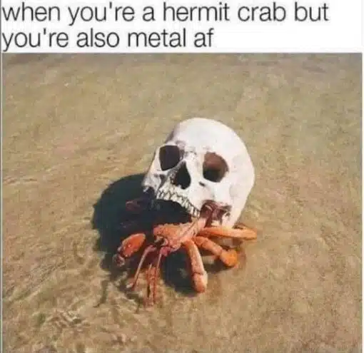 Animal Memes, Creepy Memes, Death Memes, Funniest Memes, Goth Memes, Music Memes, Nature Memes, Rock Memes, Weird Memes, A hermit crab sits in shallow, clear water, but instead of using an ordinary seashell as its home, it appears to be tucked inside a small white skull. Its orange legs and claws poke out from beneath the skull’s jaw, making it look like a tiny beach creature wearing the most hardcore armor imaginable. The caption at the top reads, “when you're a hermit crab but you're also metal af,” framing the crab as if it has chosen a death-metal aesthetic for its shell.