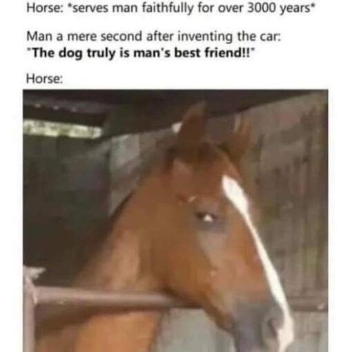 Animal Memes, Best Friend Memes, Car Memes, Dog Memes, Driving Memes, Funniest Memes, History Memes, Horse Memes, Ironic Memes, Pet Memes, Unfair Memes, The meme shows a block of caption text above a photo of a brown horse standing in a stable or barn. The horse is turned slightly toward the camera with a blank, side-eyed expression, as if it has just overheard something deeply insulting. The text sets up the horse as a loyal companion to humanity for thousands of years, only for humans to immediately praise dogs as “man’s best friend” after the invention of the car. The horse’s silent reaction in the image does all the emotional work: disbelief, betrayal, and quiet resentment.
