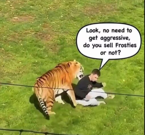 Aggravated Memes, Angry Memes, Animal Memes, Cereal Memes, Commercial Memes, Conversation Memes, Customer Service Memes, Food Memes, Funniest Memes, Funny Text Memes, Misunderstanding Memes, Pop Culture Memes, Tiger Memes, A real tiger is standing very close behind a man who is seated on a grassy field, creating the tense impression that the animal is about to pounce, paw at him, or otherwise get far too physical for comfort. The man appears strangely calm, as if this dangerous encounter is just an awkward customer-service moment.