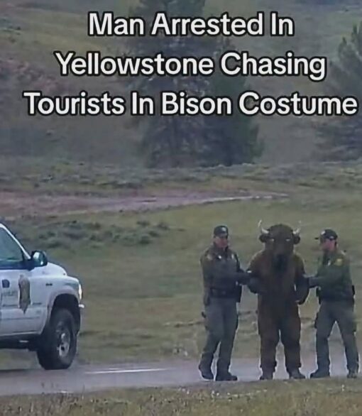 Animal Memes, Costume Memes, Current Event Memes, Funniest Memes, Funny Text Memes, Nature Memes, News Memes, Police Memes, Travel Memes, Weird Memes, WTF Memes, A blurry, zoomed-in outdoor scene shows what looks like two park rangers escorting a person dressed in a full-body bison costume across a roadside area in a wide, grassy landscape. A white park-style truck sits off to the left, adding to the mock “official incident” feeling of the image. Across the top, large bold white text with a black outline reads like a bizarre news headline: “Man Arrested In Yellowstone Chasing Tourists In Bison Costume.” The combination of wilderness, law enforcement, and a mascot-like bison suit makes the image look both ridiculous and almost believable at first glance.