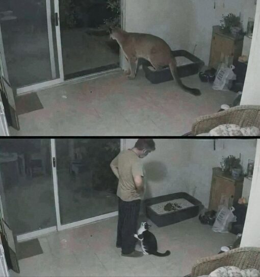 Animal Memes, Cat Memes, Funniest Memes, Pet Memes, Poop Memes, WTF Memes, A grainy, night-vision-style two-panel security camera image shows a patio or enclosed porch with a sliding glass door and a large litter box in the corner. In the top panel, a wild-looking big cat—like a cougar or mountain lion—stands inside the room near the litter box, its long tail stretched behind it as it faces the door.