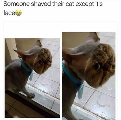 Animal Memes, Bald Memes, Barber Memes, Cat Memes, Cringe Memes, Funniest Memes, Hair Memes, Pet Memes, Pics Gone Wrong, Weird Memes, WTF Memes, The meme shows a cat sitting by a doorway on a tiled floor, wearing a light blue collar or bandana. Its body appears closely shaved, leaving smooth gray skin or very short fur across the torso, while the face has been left fully fluffy and round, creating a dramatic mismatch between a tiny, sleek body and an oversized furry head. At the top, the caption reads, “Someone shaved their cat except it's face😭,” followed by the crying emoji. A second, zoomed-in panel emphasizes the cat’s face, making its wide-eyed expression and strangely top-heavy look even more ridiculous.