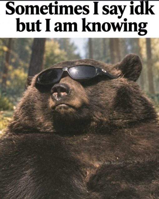 Animal Memes, Bear Memes, Confidence Memes, Conversation Memes, Deception Memes, Funniest Memes, Funny Text Memes, Grammar Memes, Internet Memes, Language Memes, Mood Memes, Nature Memes, A large bear lounges in a forest clearing, wearing dark wraparound sunglasses with a calm, almost smug expression. The animal’s relaxed posture and cool accessories make it look less like a wild creature and more like someone silently judging the situation from behind shades. Across the top, bold black text reads: “Sometimes I say idk but I am knowing,” with the @We Are Nature watermark faintly visible near the bear’s body.
