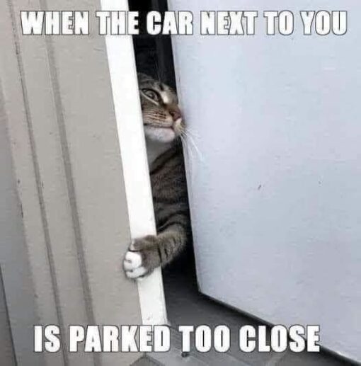 Animal Memes, Annoying People Memes, Awkward Memes, Car Memes, Cat Memes, Driving Memes, Frustrated Memes, Funniest Memes, Parking Memes, A tabby cat is squeezed into a narrow opening between a door and a wall, with only part of its face, body, and one paw visible as it tries to slip through the tight gap. The cat’s slightly strained, determined expression makes it look like it is carefully wedging itself through a space that is barely wide enough.