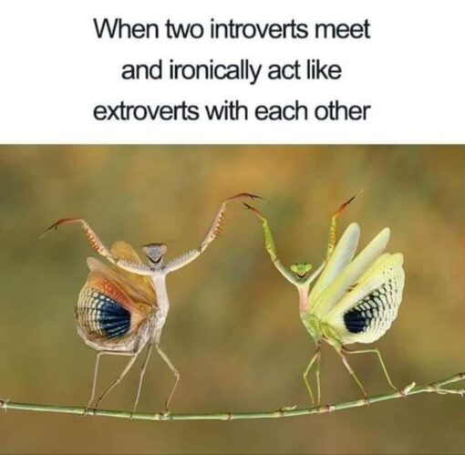 Animal Memes, Awkward Memes, Bug Memes, Conversation Memes, Friend Memes, Funniest Memes, Introvert Memes, Ironic Memes, Personality Memes, Shy Memes, Social Memes, The meme shows two praying mantises perched on a thin branch, facing each other with their bodies raised and forelegs spread dramatically in the air. Their wing-like body markings fan outward, making them look as if they are excitedly dancing, celebrating, or greeting each other with surprising confidence. Above the image, the caption reads: “When two introverts meet and ironically act like extroverts with each other.” The plain text setup contrasts with the lively, theatrical pose of the insects below, turning a quiet personality trait into a suddenly animated scene.